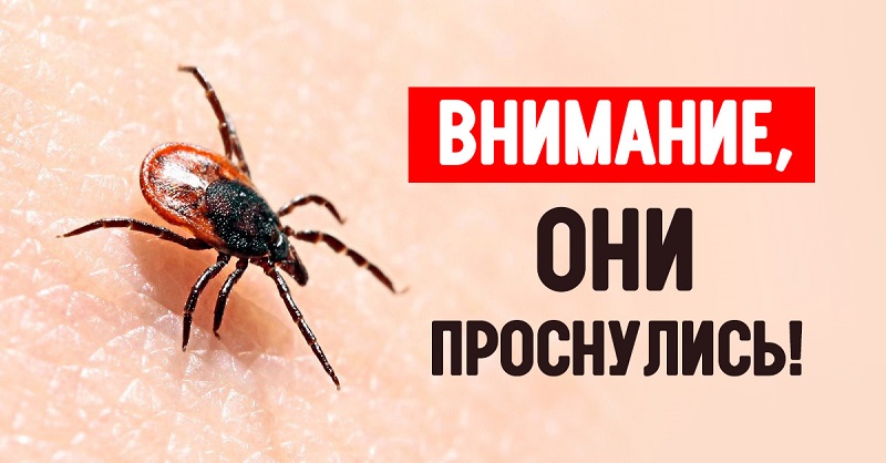 «Горячая линия» по вопросам профилактики клещевого энцефалита и других инфекций, передающихся клещами.