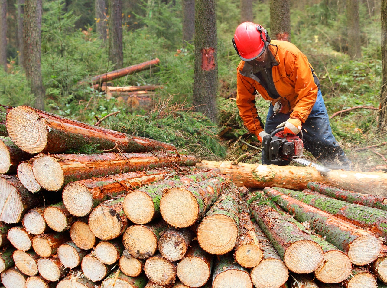 Министерством лесного хозяйства Кировской области подготовлены памятки о заготовке древесиные.