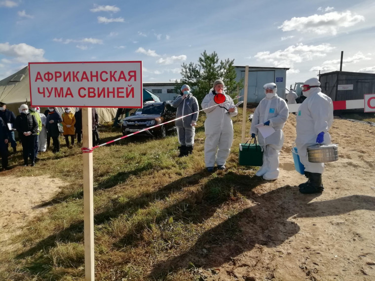 Профилактика африканской чумы свиней. Профилактика африканской чумы свиней.